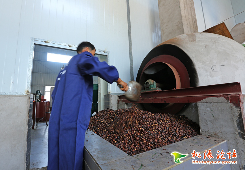 九游会老哥俱乐部,油茶莳植生产加工销售,植物油莳植生产加工销售