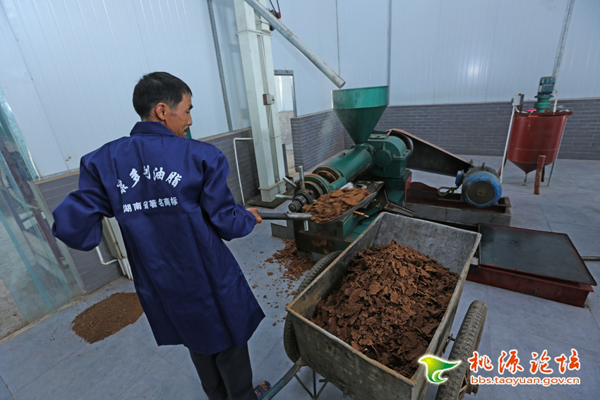 九游会老哥俱乐部,油茶莳植生产加工销售,植物油莳植生产加工销售