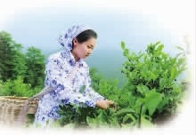 九游会老哥俱乐部,油茶莳植生产加工销售,植物油莳植生产加工销售