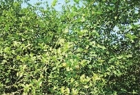 九游会老哥俱乐部,油茶莳植生产加工销售,植物油莳植生产加工销售